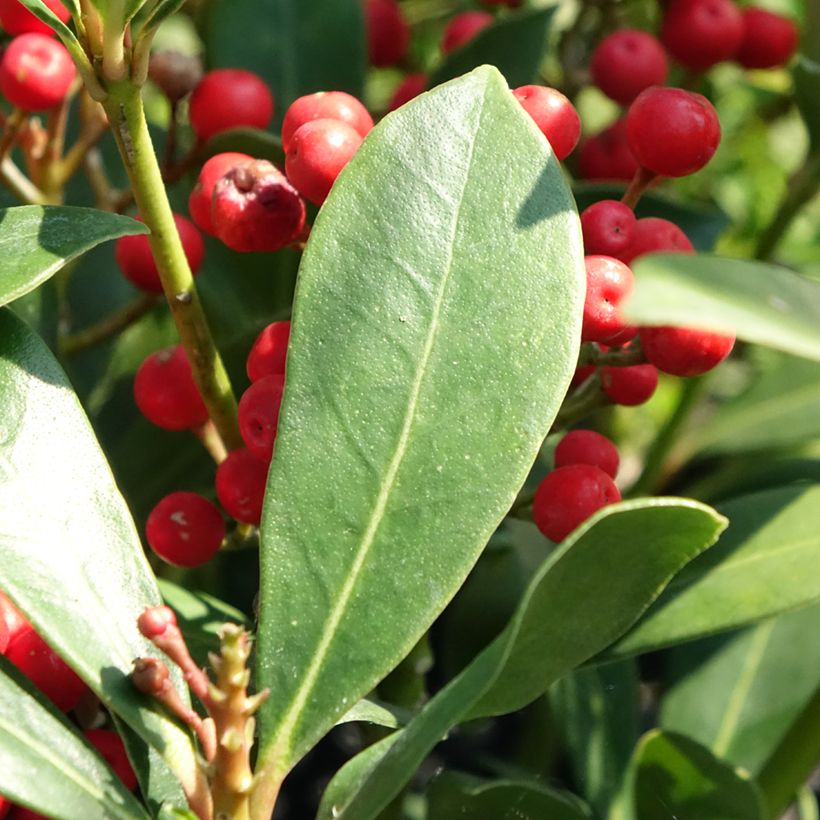 Skimmia japonica Pabella (Fogliame)