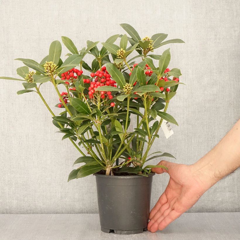 Skimmia japonica Pabella Vaso da 2L/3L esemplare consegnato in primavera
