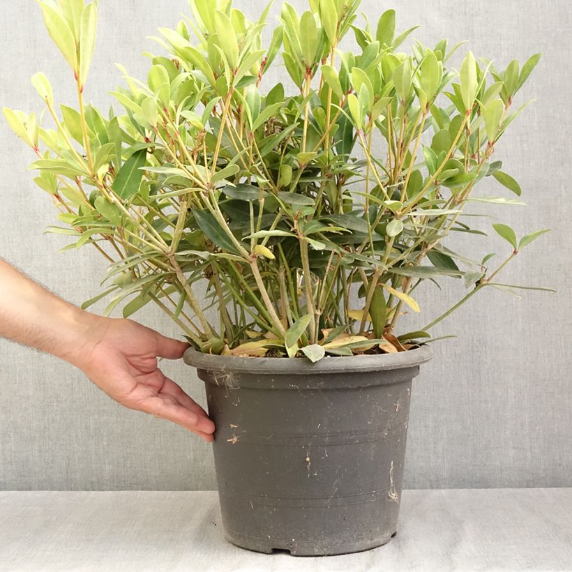 Esemplare di Skimmia japonica Rubella Vaso da 7,5L/10L consegnato in estate