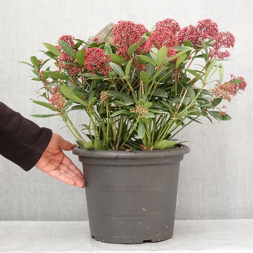 Skimmia japonica Rubella Pot de 7,5L/10L esemplare consegnato in inverno