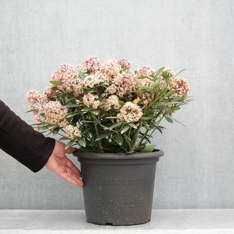 Skimmia japonica Rubella Vaso da 7,5L/10L esemplare consegnato in primavera