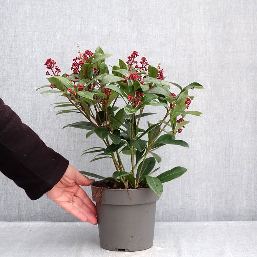 Skimmia japonica Rubella Vaso da 2L/3L esemplare consegnato in inverno