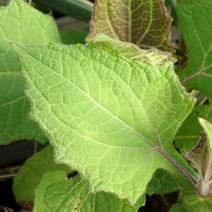 Yacón Red (Fogliame)