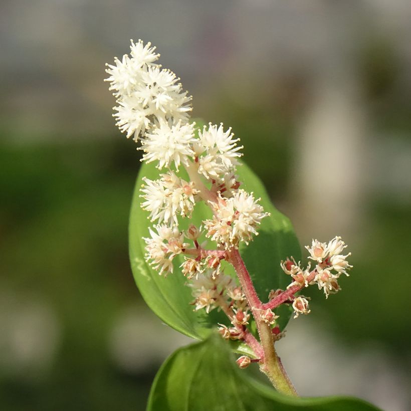 Smilacina racemosa (Fioritura)