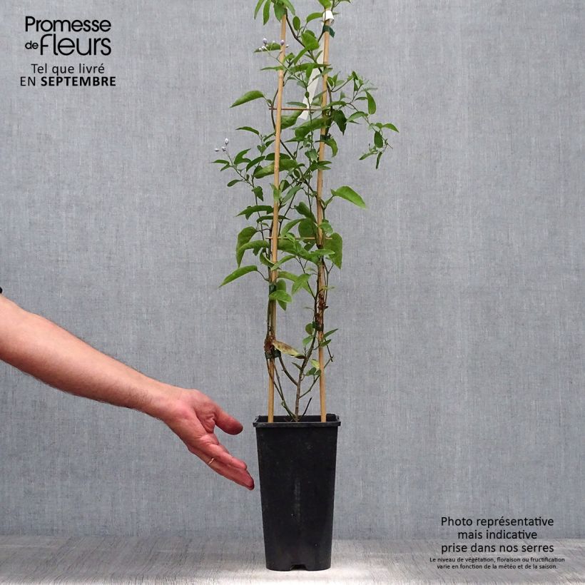 Esemplare di Solanum jasminoides - Gelsomino di notte Vaso da 2L/3L come consegnato in autunno