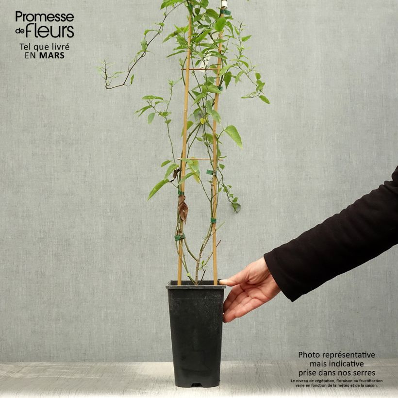 Solanum jasminoides - Gelsomino di notte Vaso da 2L/3L esemplare consegnato in primavera