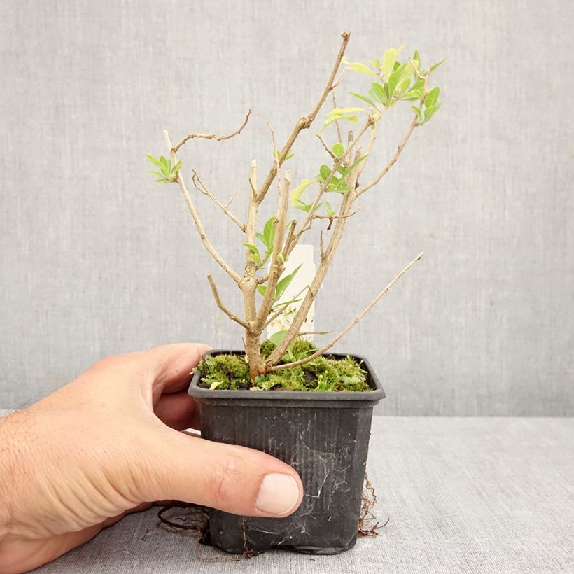 Esemplare di Solanum rantonnetii Vasetto da 8/9 cm come consegnato in autunno