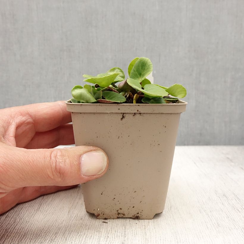 Example of Soldanella villosa Vasetto da 8/9 cm as you get in printemps