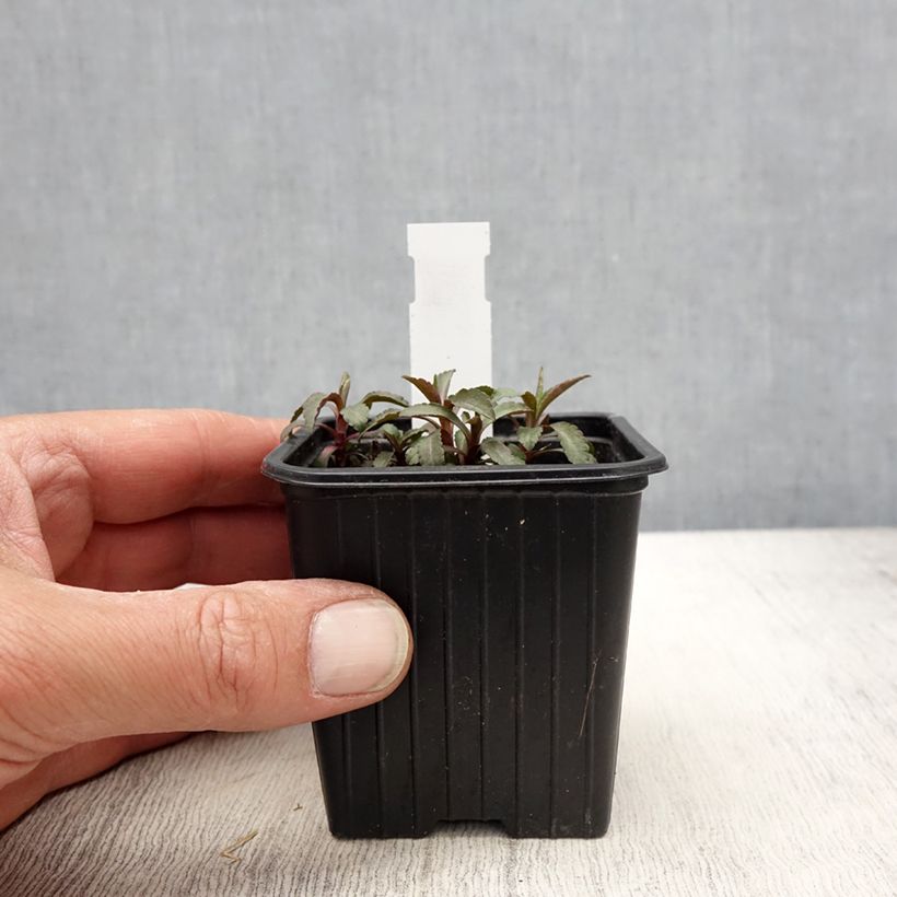 Solidago caesia - Verge d'or bleuâtre Vasetto da 8/9 cm esemplare consegnato in primavera