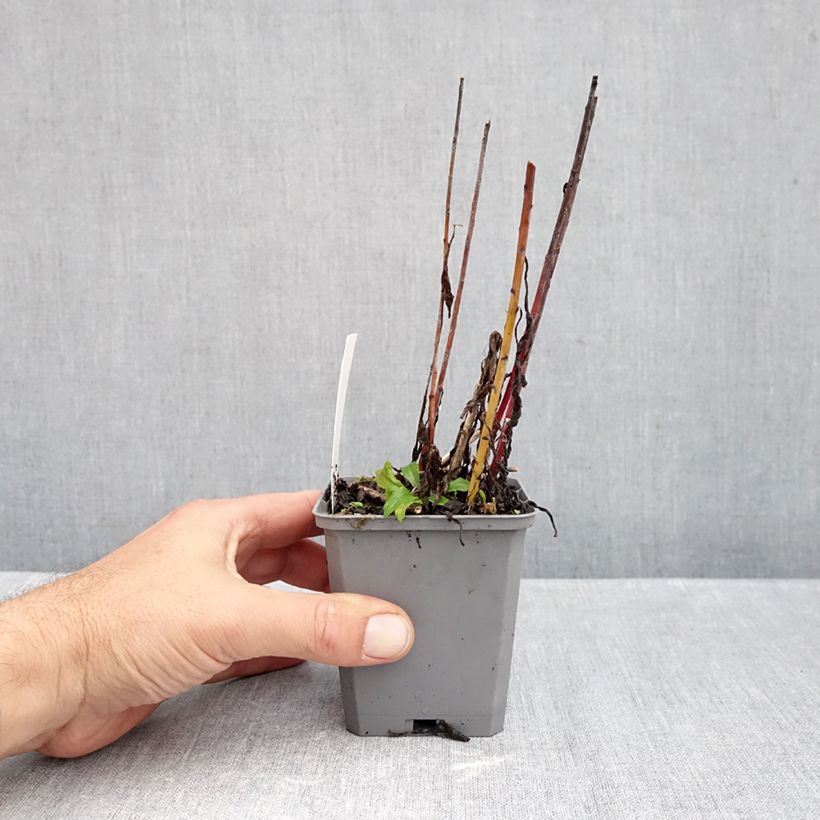 Esemplare di Solidago canadensis Golden Baby - Verga d'oro del Canadà Vasetto da 8/9 cm come consegnato in autunno