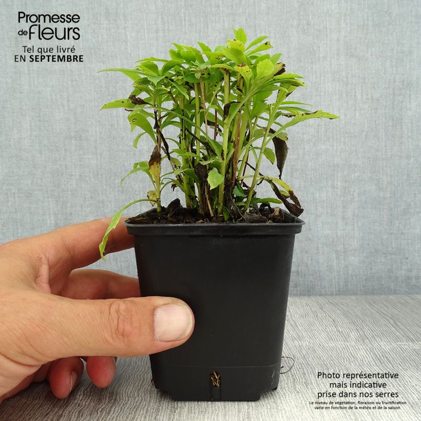 Esemplare di Solidago canadensis Golden Baby - Verga d'oro del Canadà Vasetto da 8/9 cm consegnato in estate