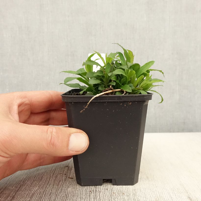 Example of Solidago canadensis Golden Baby - Verga d'oro del Canadà Vasetto da 8/9 cm as you get in printemps