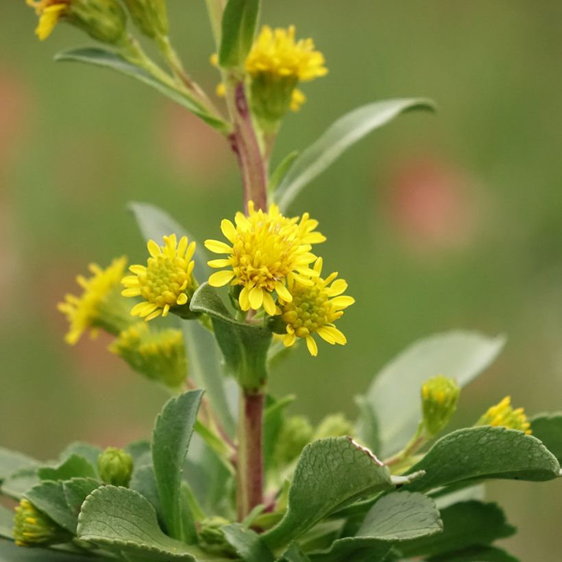 Solidago cutleri - Verga d'oro (Flowering)