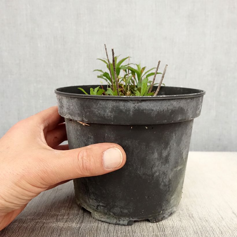 Solidago canadensis Gold King - Verga d'oro del Canadà Vaso da 2L/3L esemplare consegnato in primavera