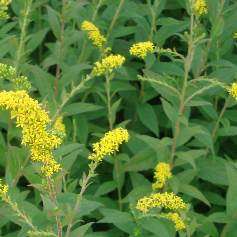 Solidago rugosa Fireworks - Verga d'oro (Foliage)
