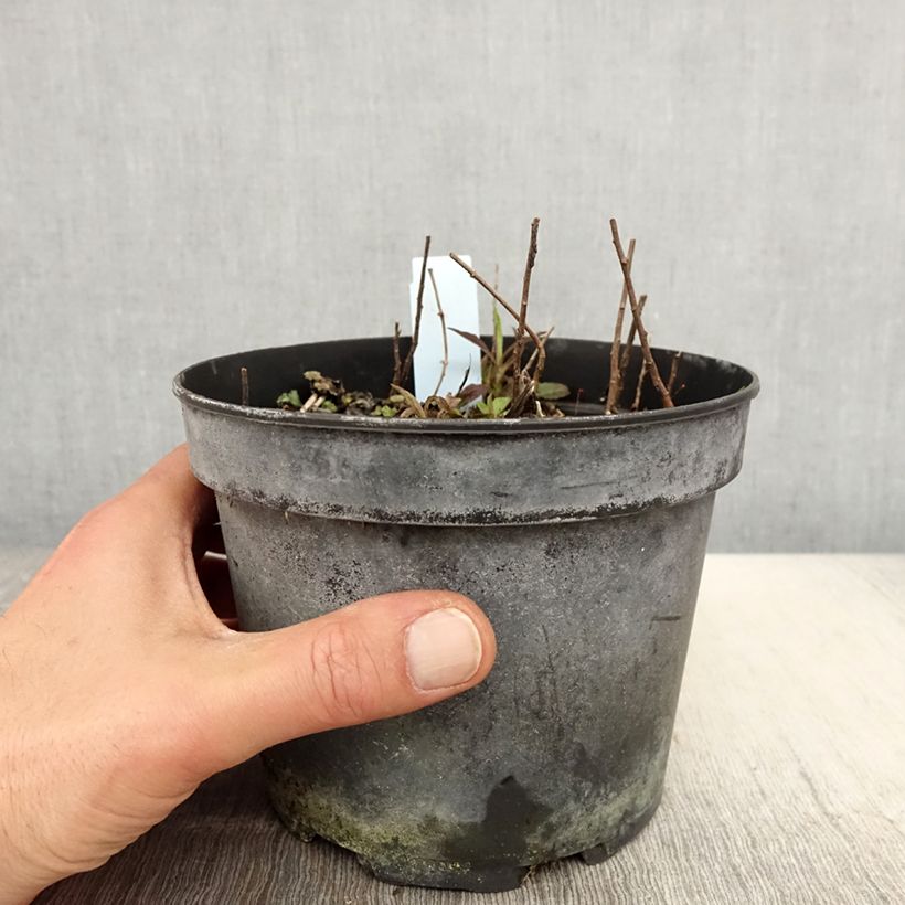 Example of Solidago rugosa - Verga d'oro Vaso da 2L/3L as you get in printemps