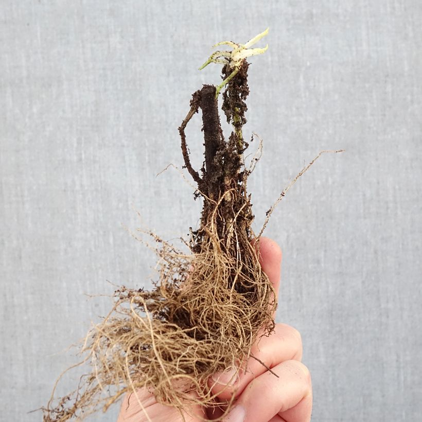 Solidago Strahlenkrone - Verga d'oro Piante piccole a radice nuda esemplare consegnato in inverno