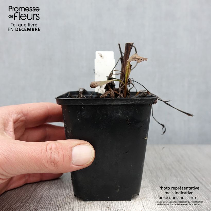 Esemplare di Solidago virgaurea - Verga d'oro comune Vasetto da 8/9 cm come consegnato in autunno