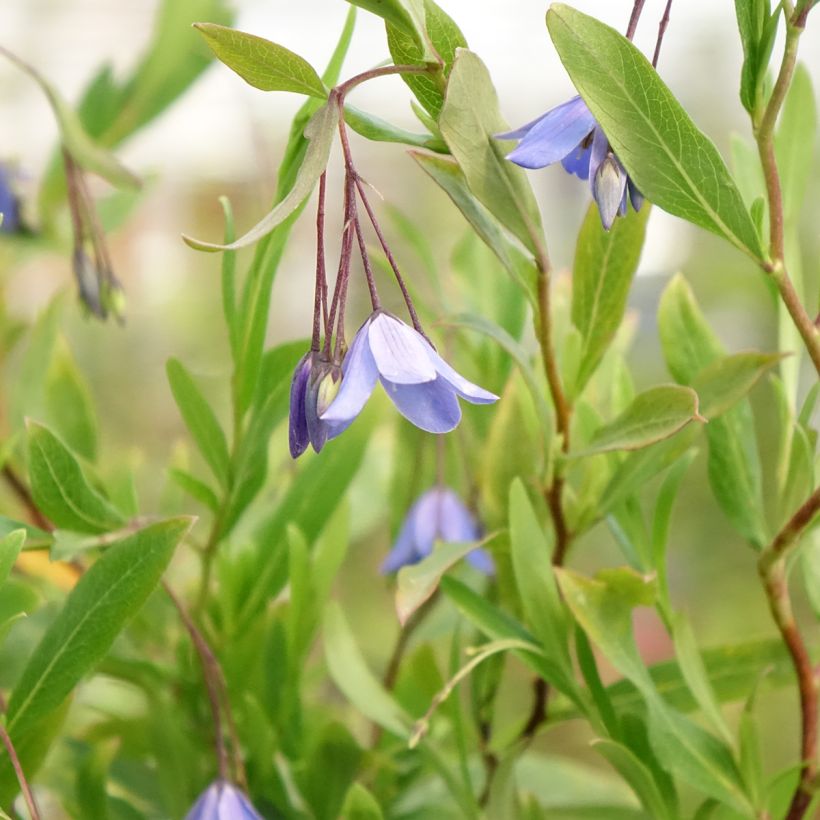 Sollya heterophylla Rosea (Fioritura)
