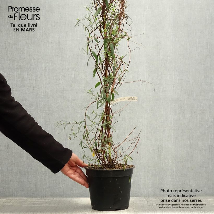 Sollya heterophylla Ultra Blue Vaso da 4L/5L esemplare consegnato in primavera