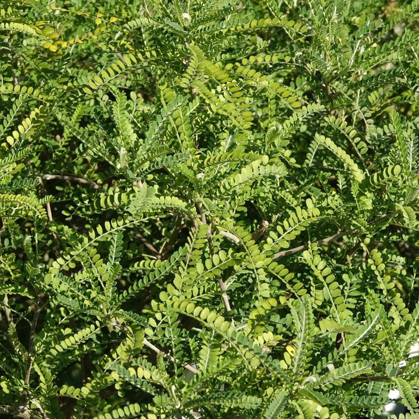 Sophora microphylla Dragon's Gold (Fogliame)