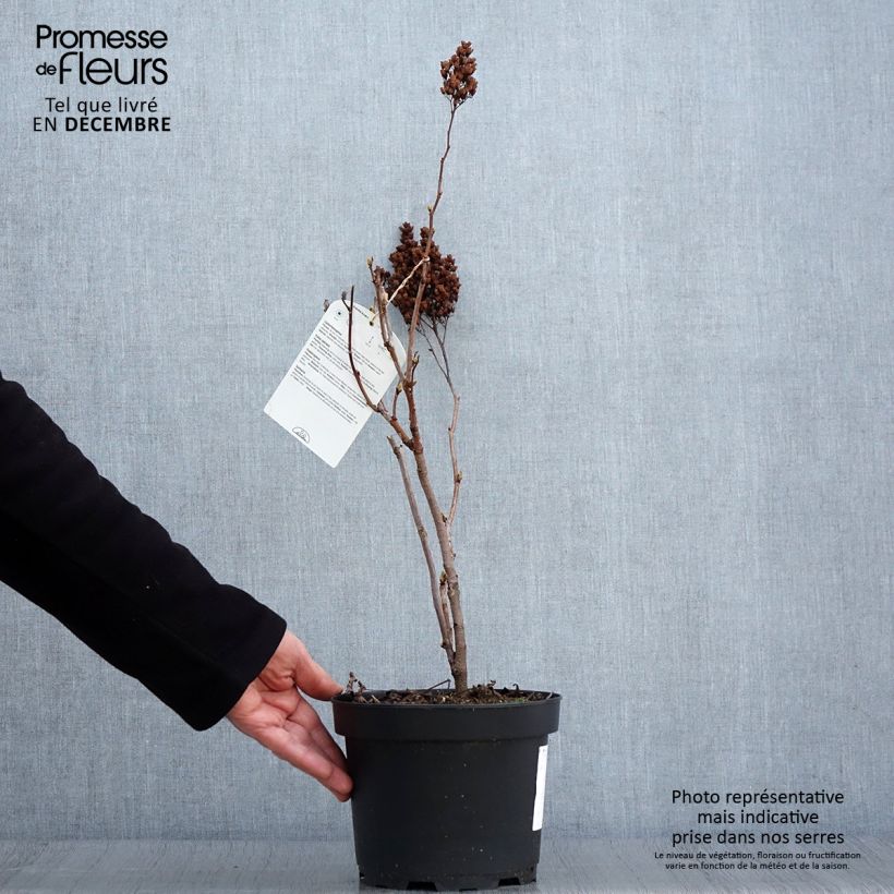 Esemplare di Sorbaria sorbifolia - Falsa spirea Vaso da 2L/3L come consegnato in autunno