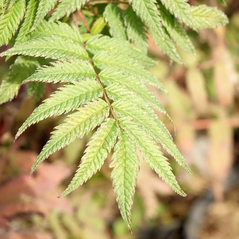 Sorbaria sorbifolia Pink Hopi (Fogliame)