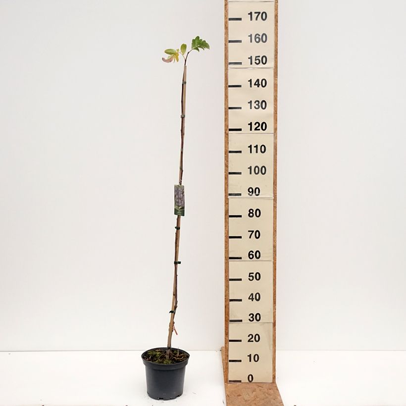 Esemplare di Sorbus Czarne Rubiny Vaso da 4L/5L come consegnato in autunno