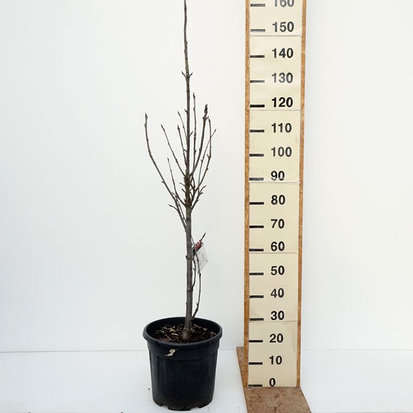 Sorbus aucuparia Fastigiata Vaso da 20L/25L esemplare consegnato in inverno