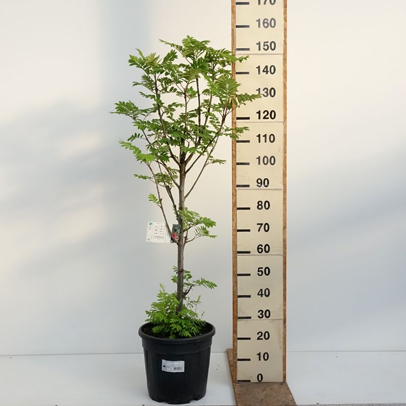 Sorbus aucuparia Fastigiata Vaso da 20L/25L esemplare consegnato in primavera