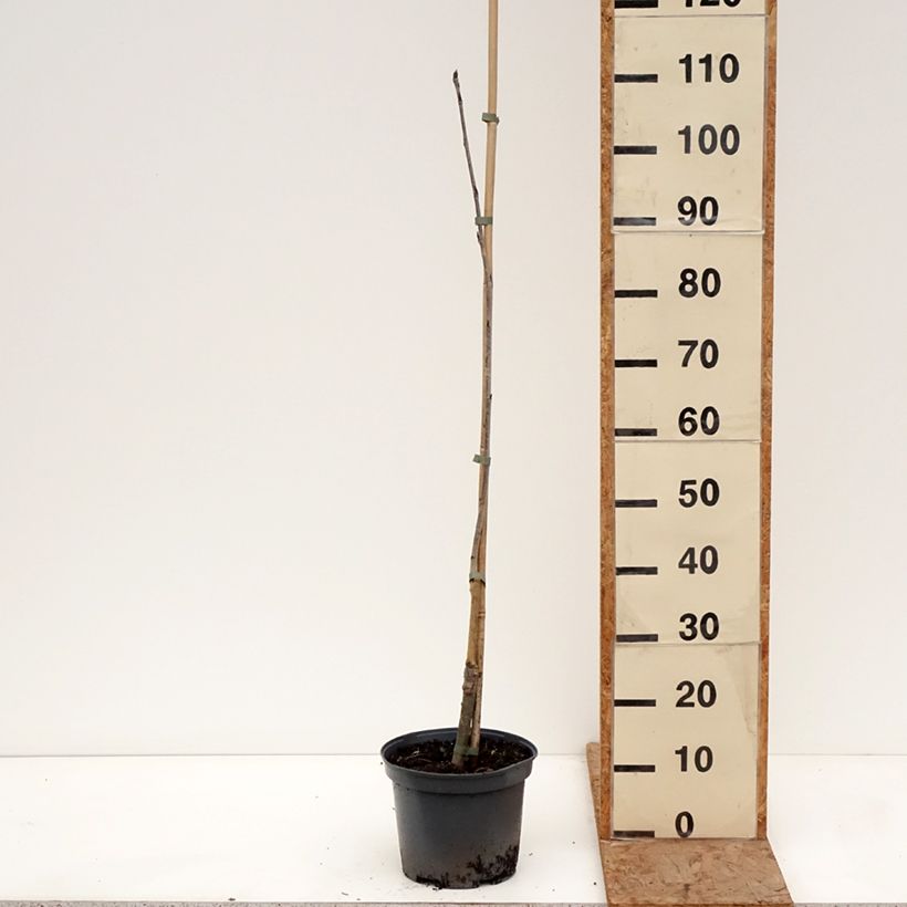 Sorbus aucuparia Alaja Krupnaja Vaso da 4L/5L esemplare consegnato in inverno