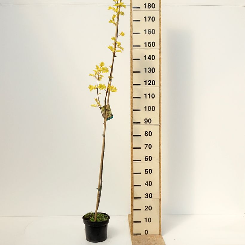 Sorbus aucuparia Dirkenii Vaso da 4L/5L esemplare consegnato in primavera