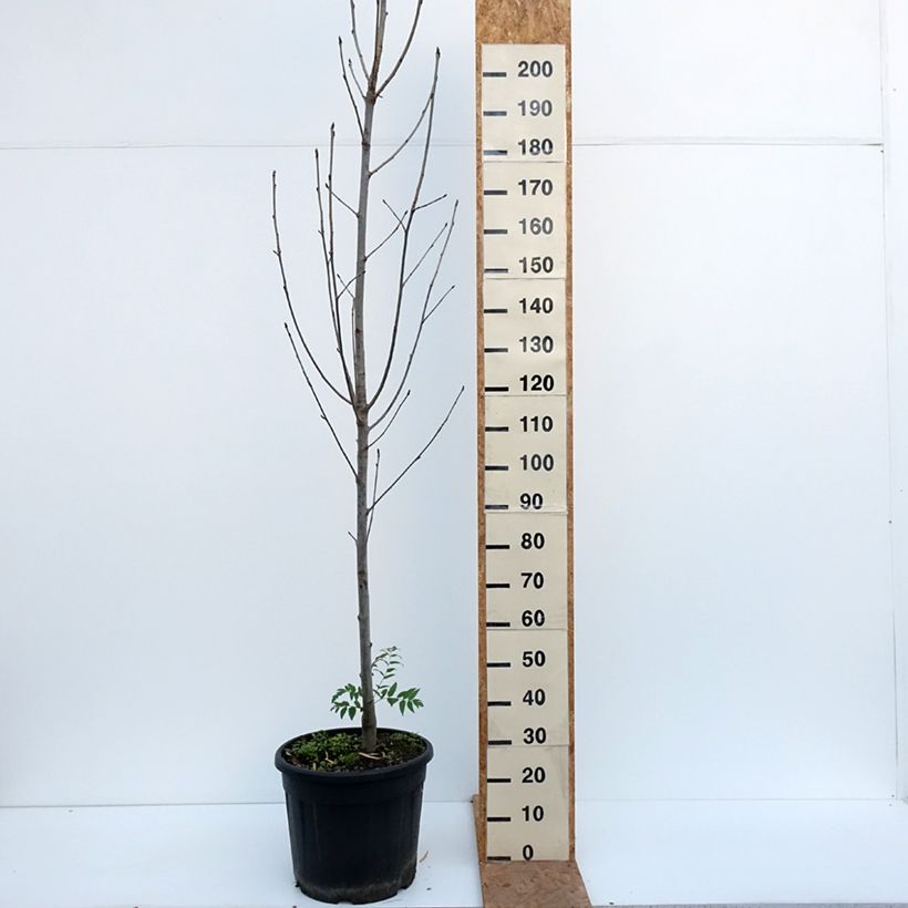 Esemplare di Sorbus aucuparia Fingerprint Vaso da 30L/35L come consegnato in autunno