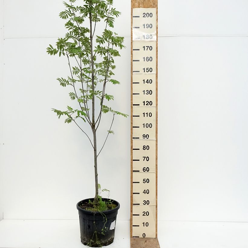 Sorbus aucuparia Fingerprint Vaso da 30L/35L esemplare consegnato in primavera