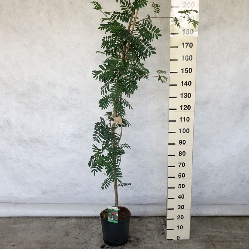 Esemplare di Sorbus aucuparia Sheerwater Seedling Vaso da 12L/15L consegnato in estate
