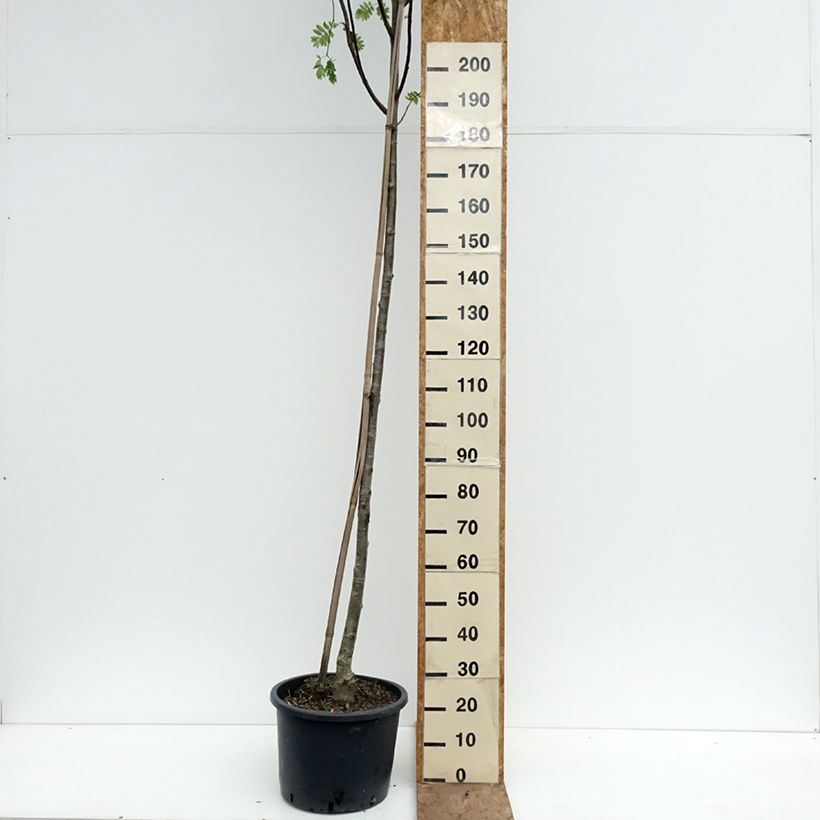 Sorbus aucuparia Wettra Vaso da 20L/25L esemplare consegnato in primavera