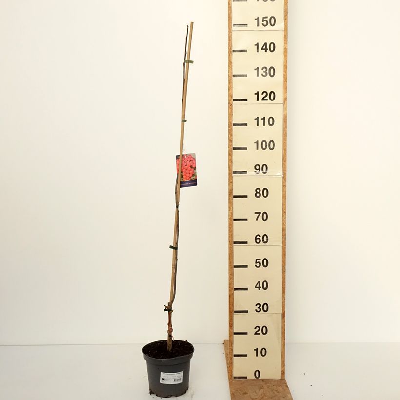Esemplare di Sorbocotoneaster pozdnjakovii Vaso da 4L/5L come consegnato in autunno