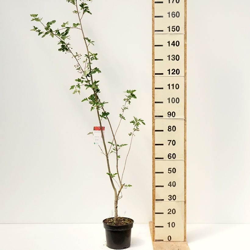Sorbocotoneaster pozdnjakovii Vaso da 4L/5L esemplare consegnato in primavera