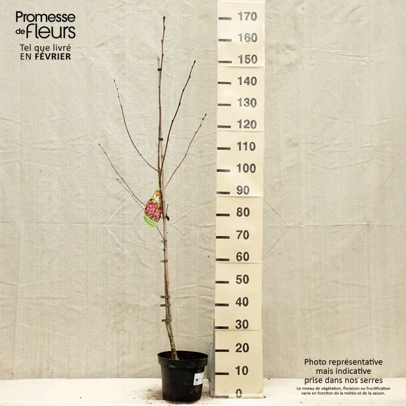 Sorbier hybride - Sorbus Grananatnaja (Granatnaja) Pot de 4L/5L esemplare consegnato in inverno