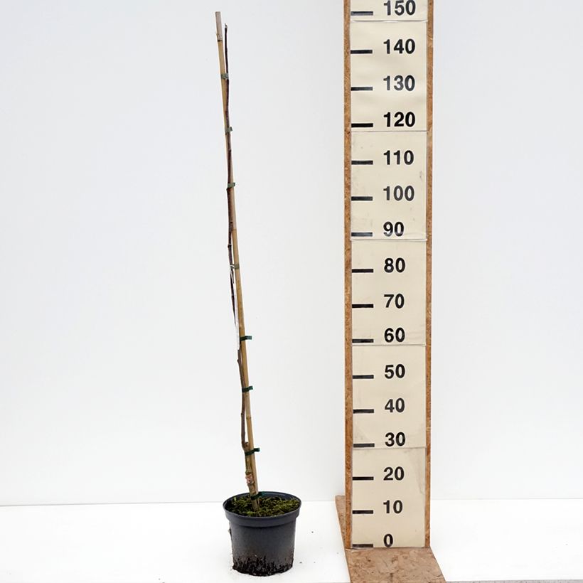 Sorbus Rubinowaja Vaso da 4L/5L esemplare consegnato in inverno