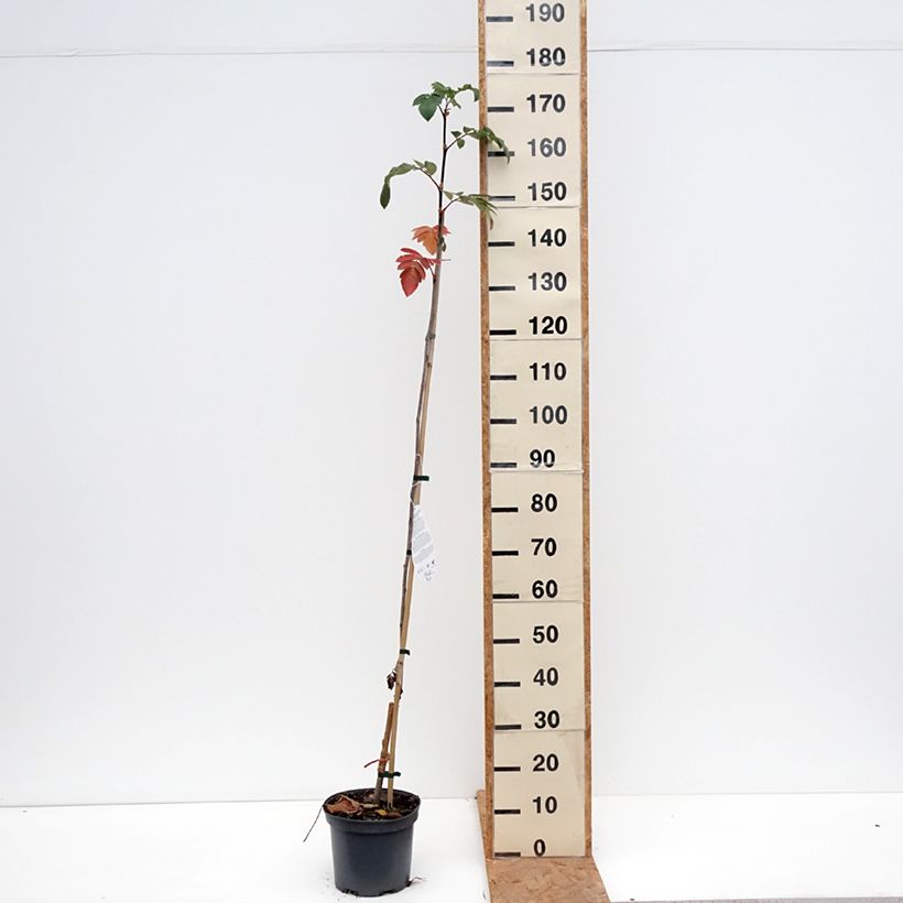 Esemplare di Sorbaronia Titan Vaso da 4L/5L come consegnato in autunno
