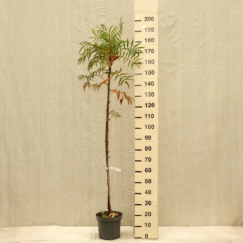 Esemplare di Sorbus commixta var. ulleungensis Dodong (Olympic Flame) Vaso da 7,5L/10L, Astone alto come consegnato in autunno
