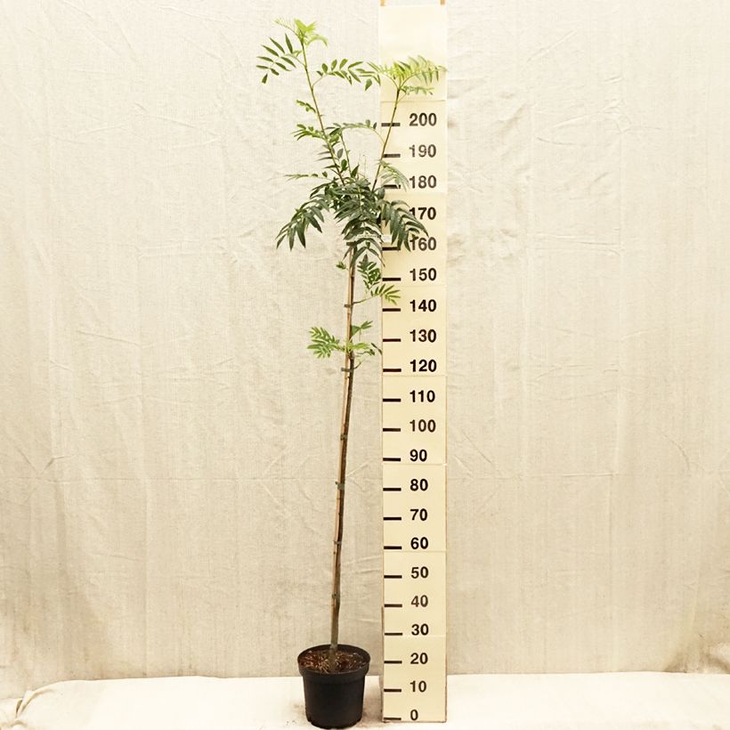 Sorbus commixta var. ulleungensis Dodong (Olympic Flame) Vaso da 7,5L/10L, Astone alto esemplare consegnato in primavera