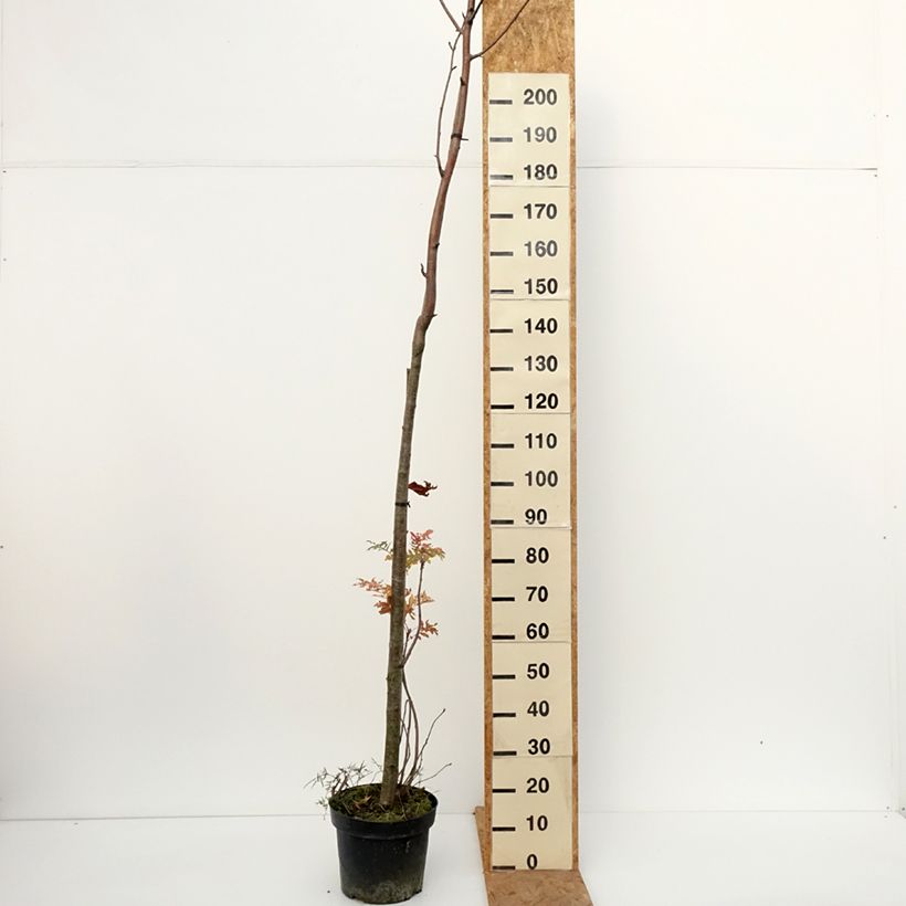 Esemplare di Sorbus filipes Vaso da 4L/5L, Vaso impalcato come consegnato in autunno