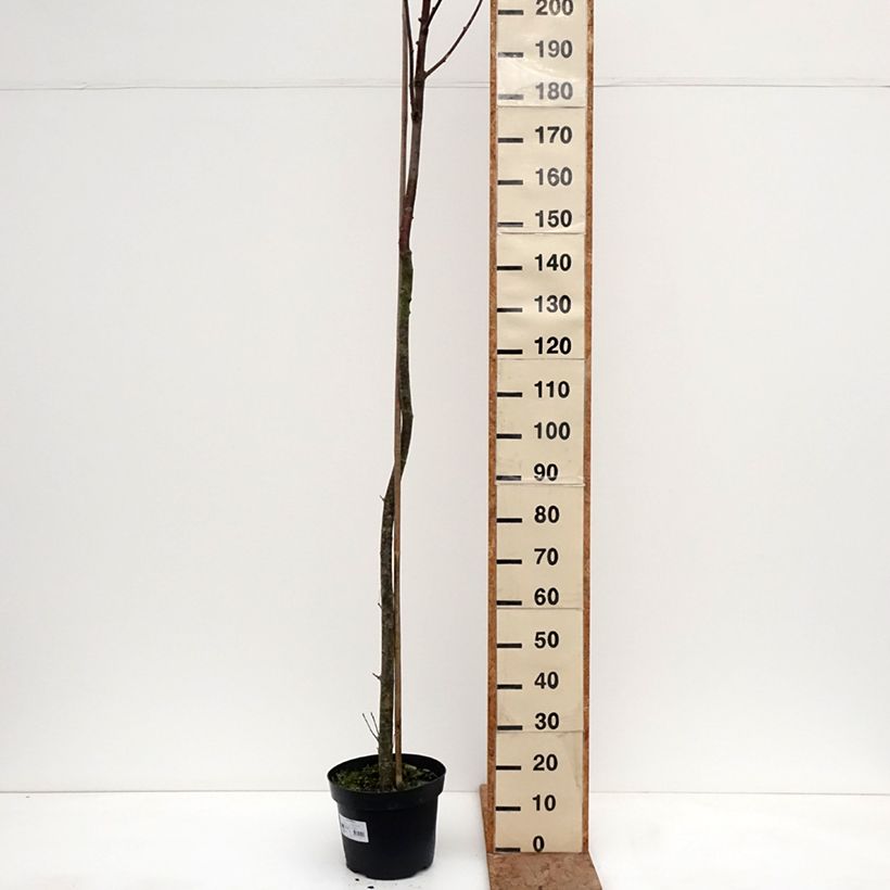 Sorbus filipes Vaso da 4L/5L, Vaso impalcato esemplare consegnato in inverno