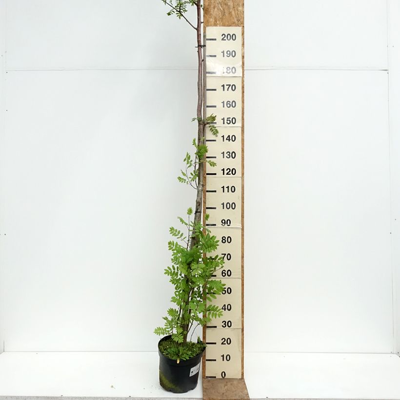 Sorbus filipes Vaso da 4L/5L, Vaso impalcato esemplare consegnato in primavera