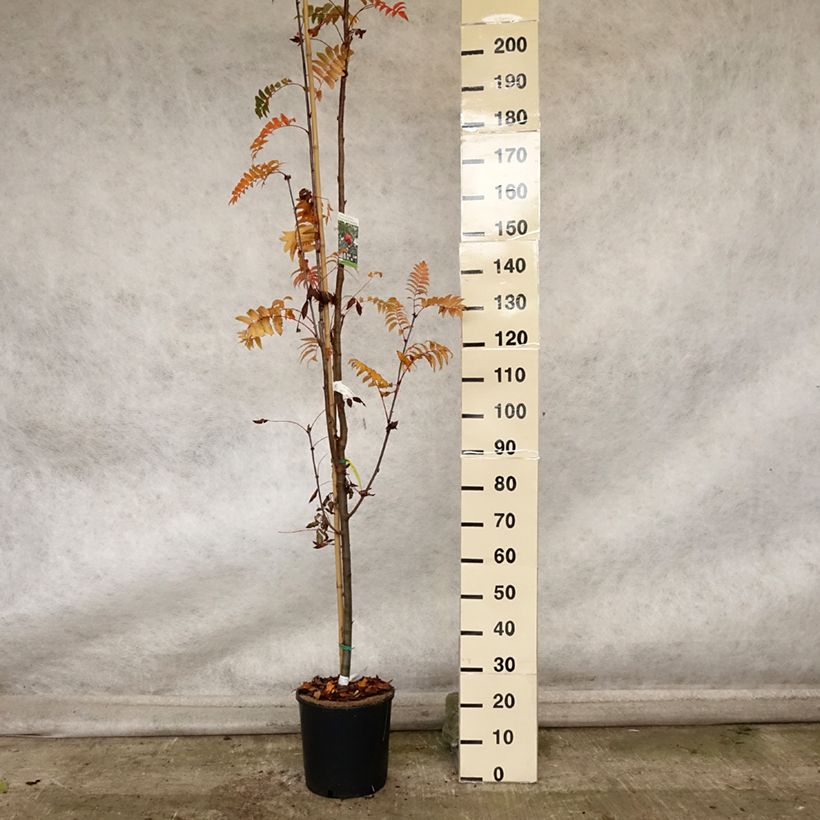 Esemplare di Sorbus arnoldiana Pink Veil Vaso da 4L/5L, Vaso impalcato come consegnato in autunno