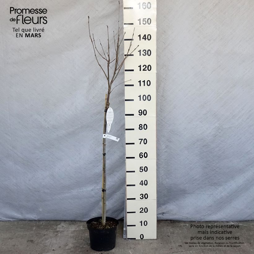 Sorbus arnoldiana Pink Veil Vaso da 4L/5L, Vaso impalcato esemplare consegnato in primavera