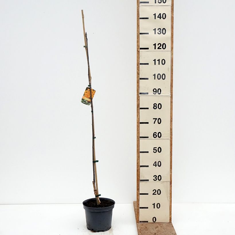 Sorbo - Sorbus arnoldiana Copper Glow Vaso da 4L/5L esemplare consegnato in inverno