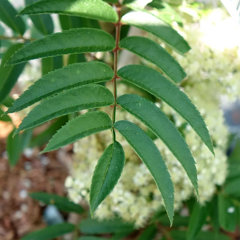 Sorbus aucuparia Autumn Spire (Fogliame)